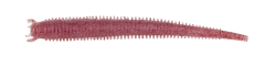 Berkley Gulp Saltwater Fat Sandworm Sahte Kurt CLEAR RED FLECK - 10CM