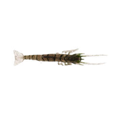 Albastar Gamba Silikon Karides 5CM - E024