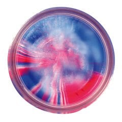 Berkley PowerBait Natural Scent Glitter Hamur Yem